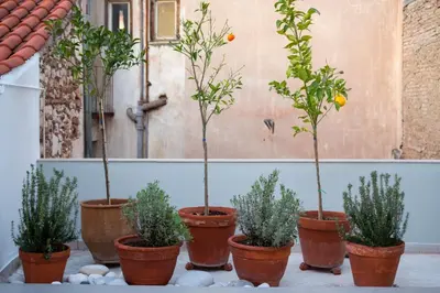 a group of potted trees in pots in front of a wall at Auntie’s Home in Athens