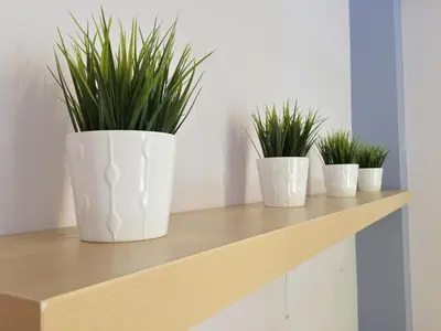 four plants in white pots on a wooden shelf at Cozy Flat in Heart of Acropolis in Athens