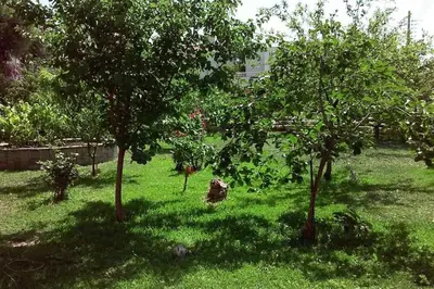 a dog sitting in the grass between two trees at Sunny garden studio in Athens