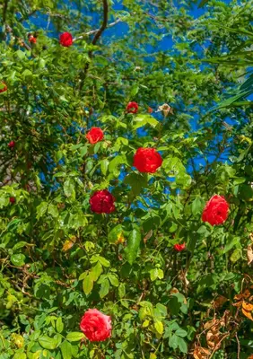 a group of red roses growing on a tree at Park Hotel in Athens