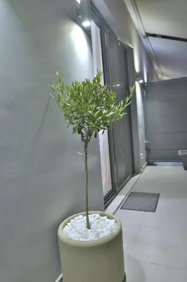a small tree in a white pot in a hallway at Feel Athens Studios at Monastiraki in Athens