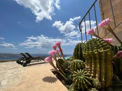 a cactus and flowers on a patio with the ocean at Endless Blue in Anavissos