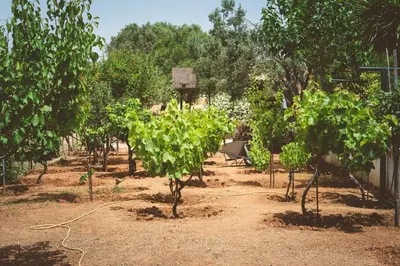 a garden with trees and a basketball hoop at Marianna Cottage in Palaiá Fókaia