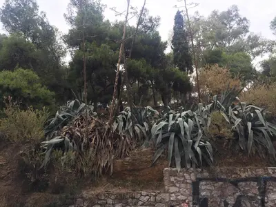 a large plant on the side of a hill at Cosy and comfort flat, heart of Athens in Athens