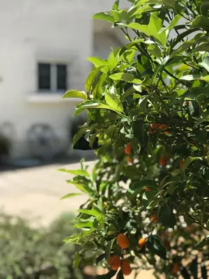 an orange tree with lots of oranges on it at Aggelikis House in Spáta