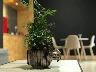 a potted plant sitting on top of a table at Piraeus Premium Suites in Piraeus