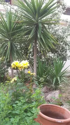 a garden with two palm trees and yellow flowers at Sunny Studio in Koropíon