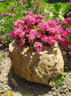 a rock with pink flowers on top of it at Finikas Rooms in Agia Marina Aegina