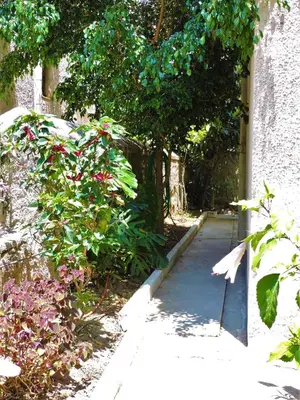 a garden path with a tree and some flowers at Casa Oliver in Athens