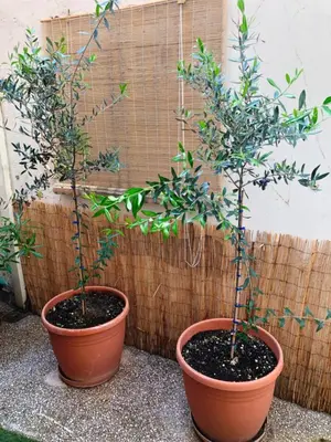 two potted trees in pots sitting next to a wall at Stately central apartment in Athens