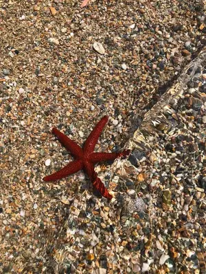 a red starfish laying on the beach at Seaview 2nd flr. apt. next to the beach, wifi,a/c,p/c media. in Anavissos
