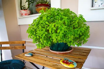 a potted plant on a wooden table next to a bench at Luxury Apt Near The Airport in Spáta