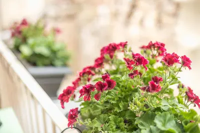 a bunch of red flowers on a balcony at Let me Athens you! #3 in Athens