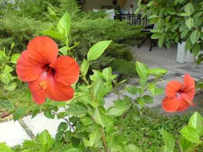two red flowers on a bush in a garden at Comfortable garden Apt near Vouliagmeni beach in Athens