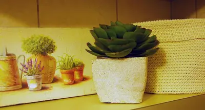 a plant in a pot on a shelf with other plants at Acropolis, Urban Lifestyle apartment in Athens