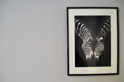 a framed picture of a zebra on a wall at Nadia's apartment , Athens in Athens