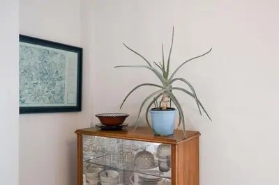 a potted plant sitting on top of a wooden cabinet at Semedaki, design in the centre of history in Athens