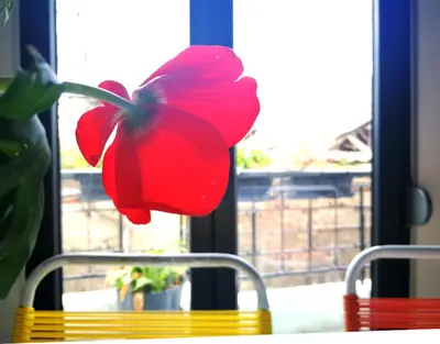 a red flower sitting on a chair in front of a window at Semedaki, design in the centre of history in Athens