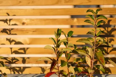 a plant in front of a wooden fence at Maryflower Premium Apartments Piraeus in Piraeus