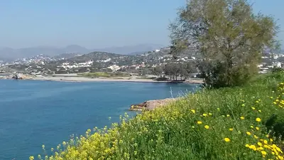 a field of yellow flowers next to a body of water at Nostalgia Seaview House in Anavissos
