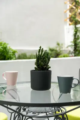 a glass table with a potted plant and two cups at Central Cozy Studio with a Secret Garden in Athens