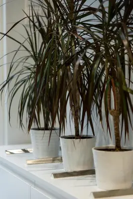 three plants in white pots sitting on a shelf at Central Cozy Studio with a Secret Garden in Athens