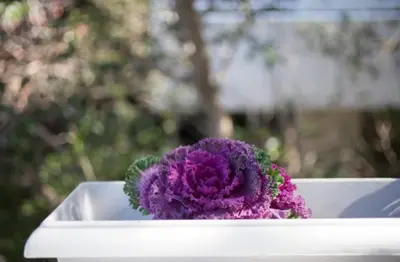 a purple flower sitting in a white tray at At Trendy Glyfada's Center in Athens