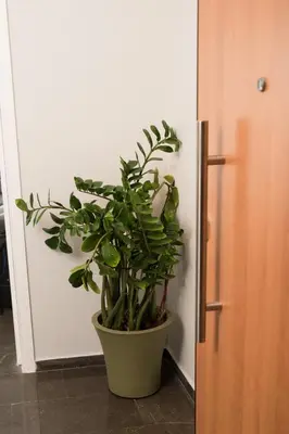 a green plant in a pot next to a door at AT.thea ATHENS BOUTIQUE APARTMENTS in Athens