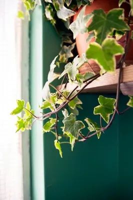a green plant in a pot on a window sill at Mosaics Central aprtm with Acropolis View ! in Athens
