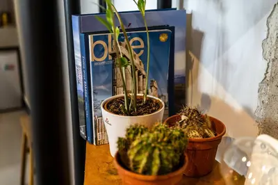 two potted plants on a table next to books at Well Designed 1BR in Prime Kolonaki in Athens