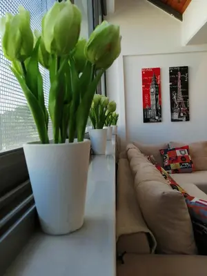 two plants sitting on a table in a living room at Spacious & Modern Studio Apartment Near the Airport in Glyka Nera