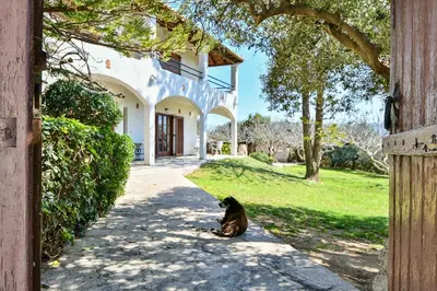 a cat sitting in the driveway of a house at Light-filled home with Garden near Beach in Anavissos