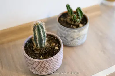 two cactuses in pots sitting on a table at Nesto Athens Airport in Spáta