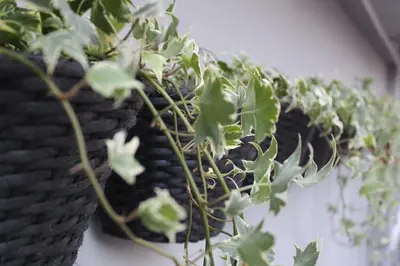 a group of green plants in a black basket at Luxe house in Glyfada with spa near metro station C8 in Athens
