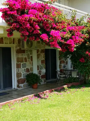 a bunch of pink flowers hanging off the side of a house at Sea&Sun Glyfada Apartment in Athens