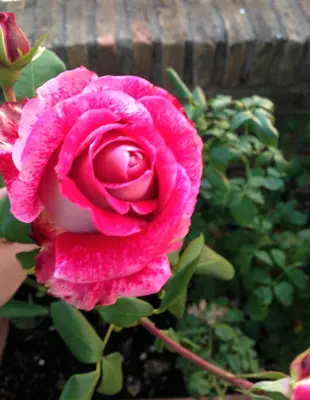 a pink rose is growing in a garden at Acropolis Eye Loft in Athens