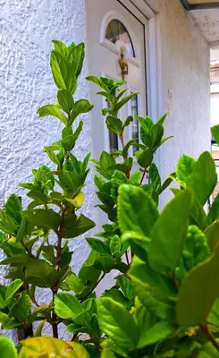 a plant with green leaves in front of a door at Kalliopi's apartment in Athens