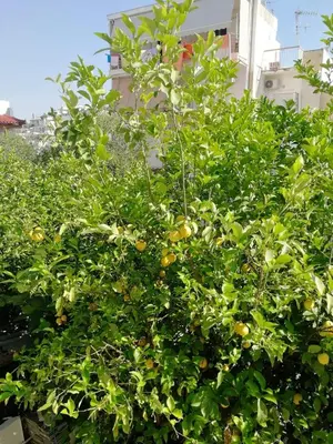 an orange tree with lots of oranges on it at Galini in Athens