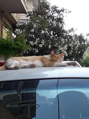 an orange and white cat laying on top of a car at Socrates path in Athens