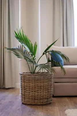 a plant in a basket in front of a couch at Athenian Sensations Apartments and Suites in the Heart of Athens in Athens