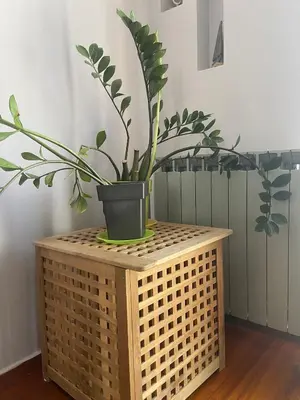 a potted plant sitting on top of a wooden table at Brand new brilliant apartment at Athenian Riviera in Athens