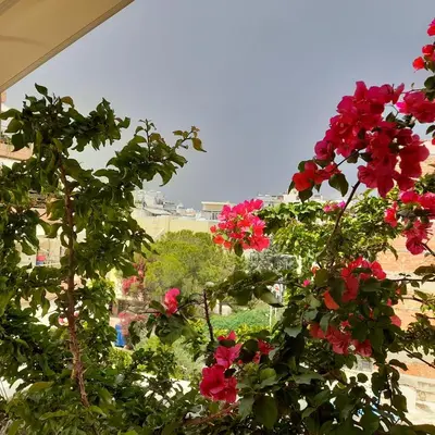 a bunch of red flowers on a plant at Central Apartment with Spacious Balcony in Athens