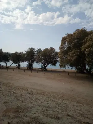 a row of trees in a field near the water at Family and friendly home. in Palaiá Fókaia