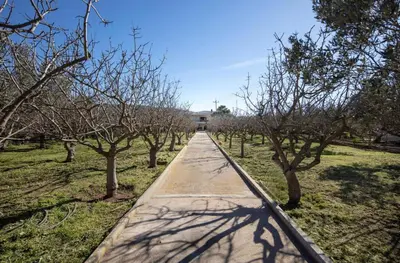 a walkway through a row of trees in a field at Family and friendly home. in Palaiá Fókaia