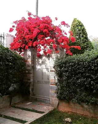 a gate with a bunch of red flowers on it at Fantastic villa, a 5 minute drive from the beach! in Athens