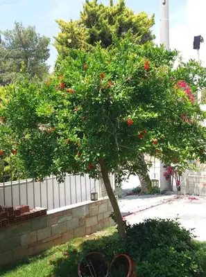 a tree with red flowers on it next to a fence at Fantastic villa, a 5 minute drive from the beach! in Athens