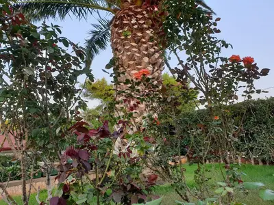 a palm tree covered in lots of plants at Vaso's country house near the beach and airport in Porto Rafti