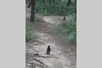 two birds standing on a dirt road at Lycabettus Edge in Athens