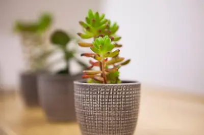 a plant in a pot sitting on a table at Exclusive New Modern Apartment at Syntagma Square in Athens