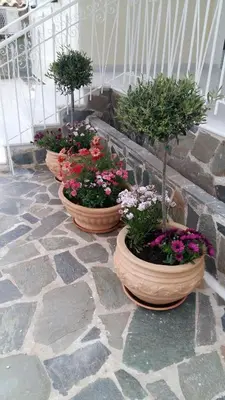 three pots of flowers sitting on a stone floor at NN Spata Rooms & Suites near Athens airport in Spáta